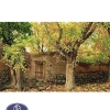 تابلوفرش1200شانه 50*100 کد 2057T توس مشهد